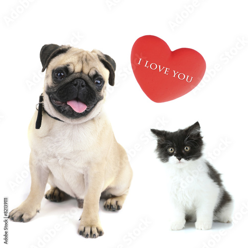 Cat and dog with red heart isolated on white © Africa Studio