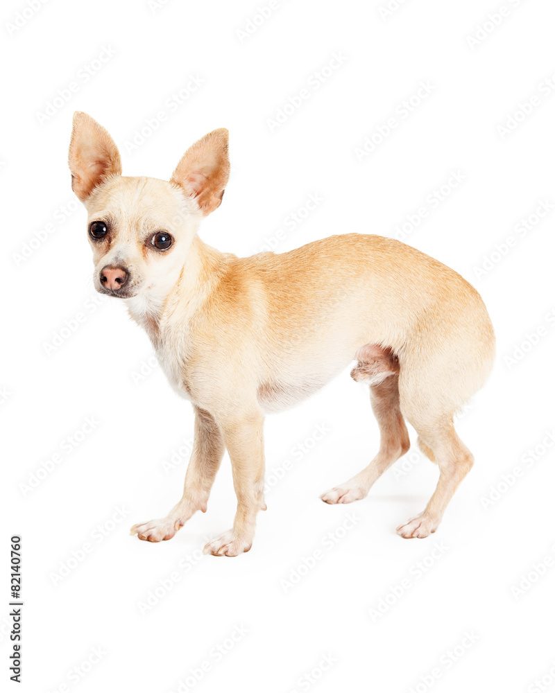 Scared Looking Chihuahua Dog Standing Profile