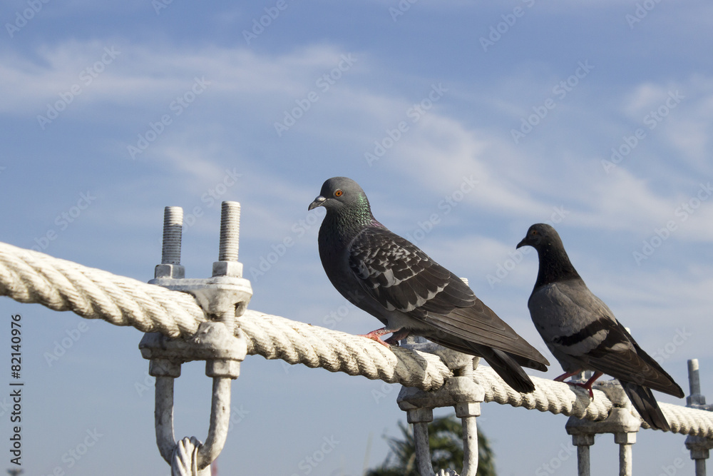 two pigeon alighted on wire rope bridge, say hi two pigeon alighted on wire rope bridge, say hi