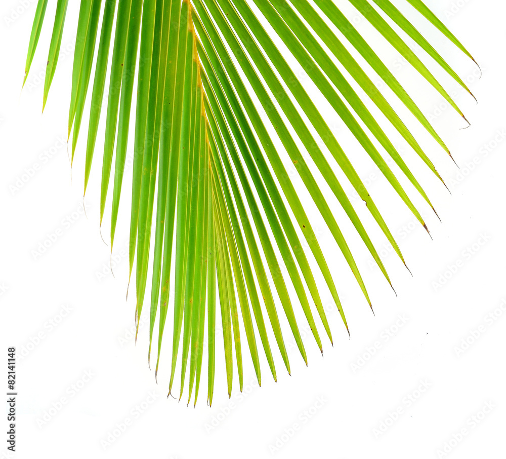 Obraz premium coconut leaves on white background