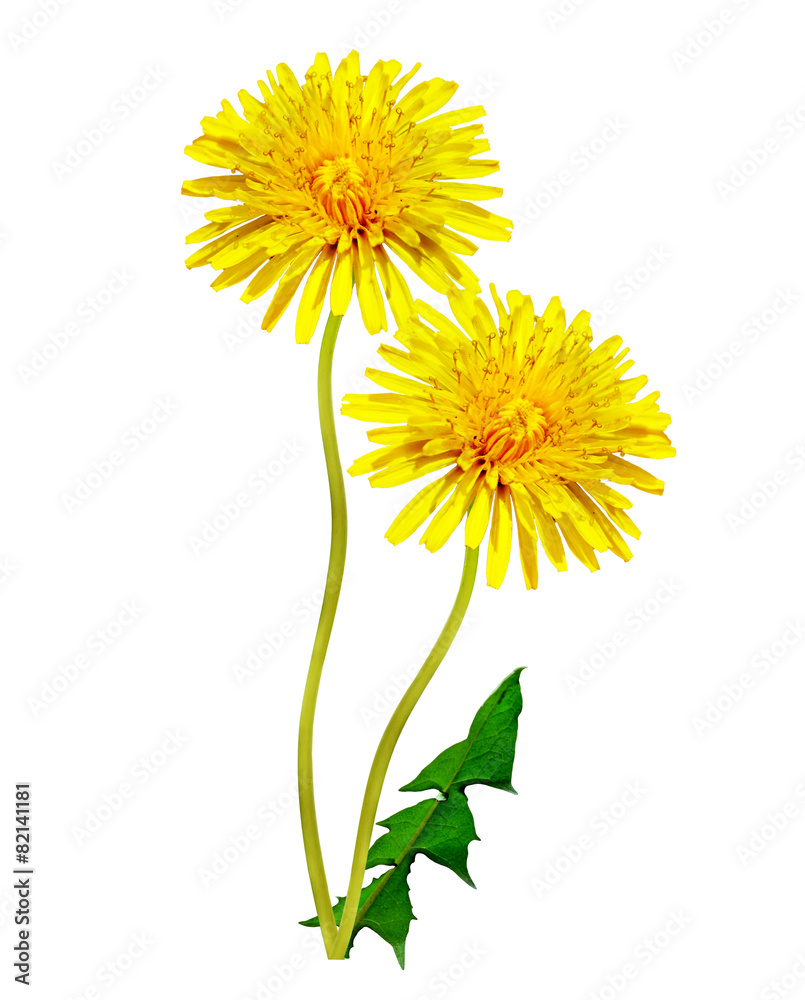Fototapeta premium dandelion flowers isolated on white background