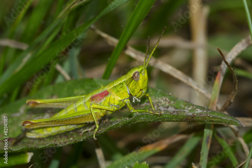 Grasshopper with red wings