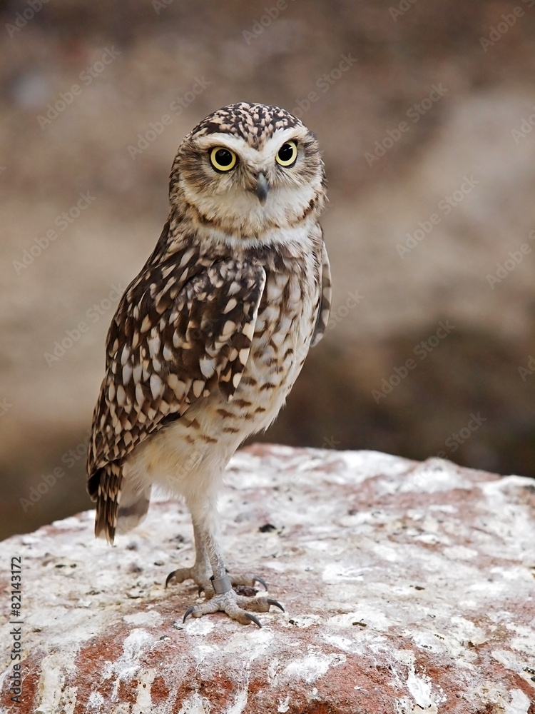 Desert owl Desert owl