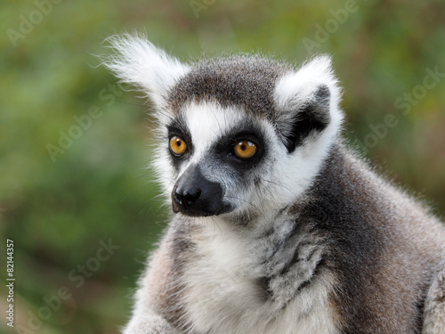 Ringtailed lemur © Edwin Butter