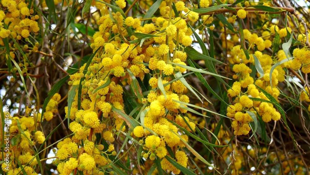 Acacia dealbata, also called silver wattle, or mimosa (4K)