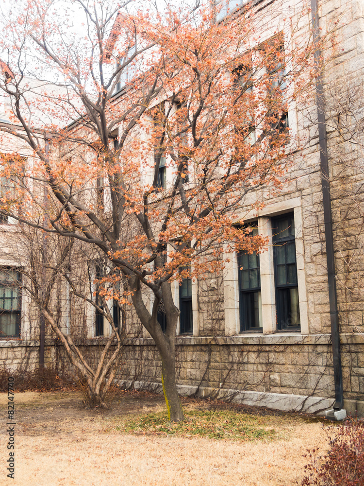 Fall autumn tree with stone wall building Fall autumn tree with stone wall building