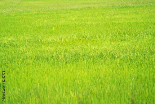 paddy field rice in sunlight