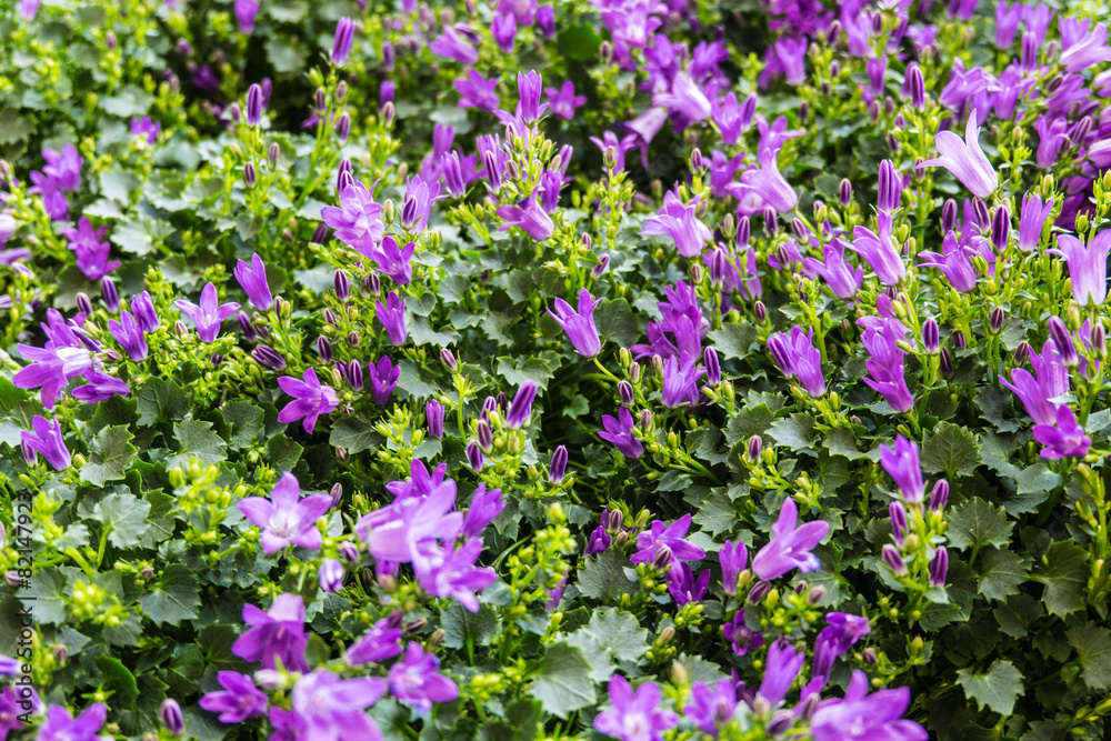 purple campanula flower in the garden