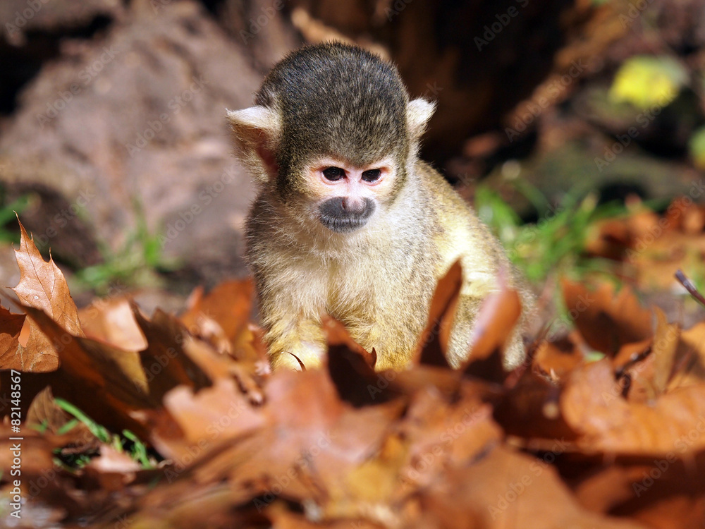 Fototapeta premium Squirrel monkey