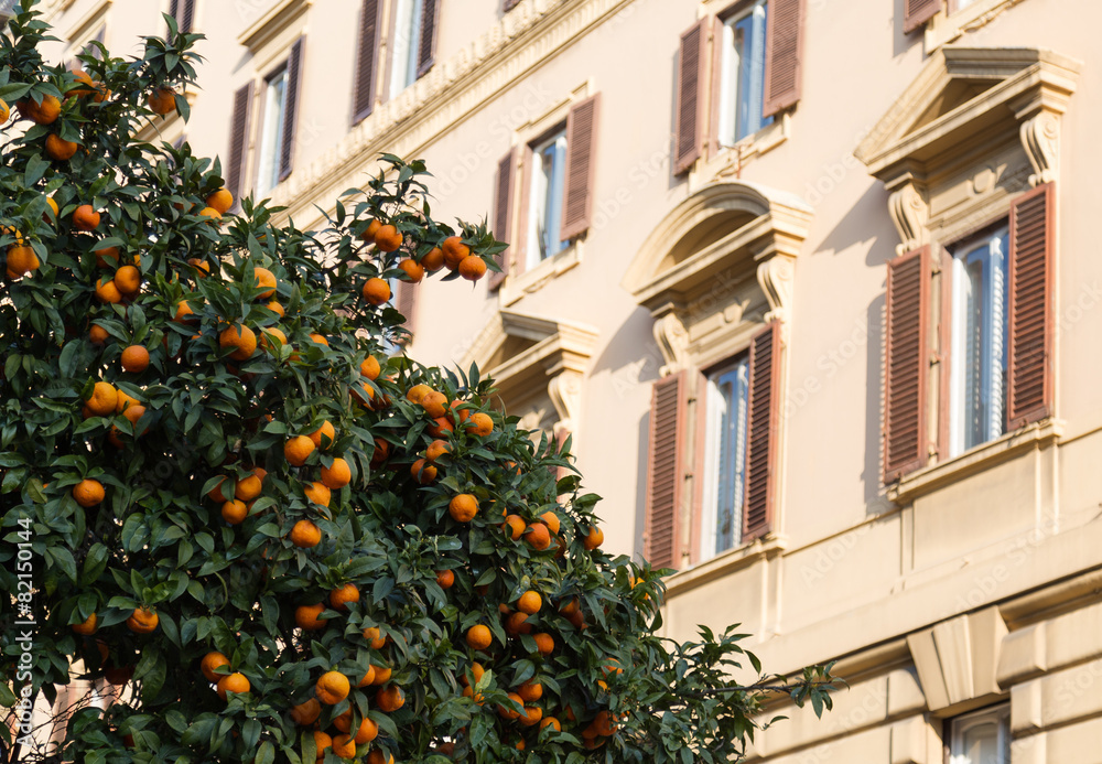 Orange Trees in Rome