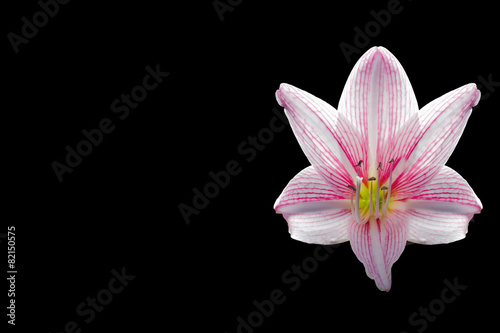 Fototapeta Naklejka Na Ścianę i Meble -  amaryllis flower on black background,spacing,caption