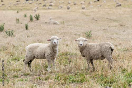 Two Sheep in a paddock