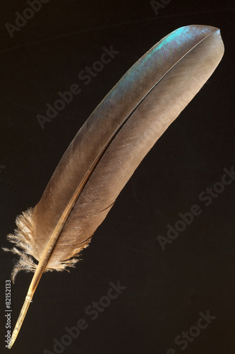 feather of Himalayan Monal (Lophophorus impejanus) photo