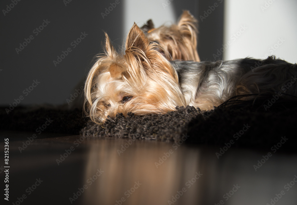 small sleepy dog yorkshire terrier