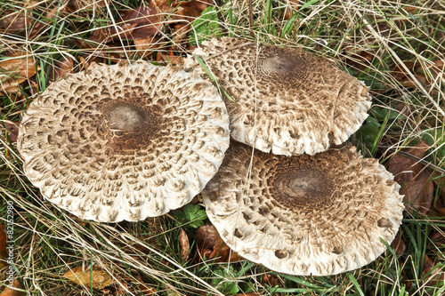 Parasol Mushroom (Macrolepiota Procera)