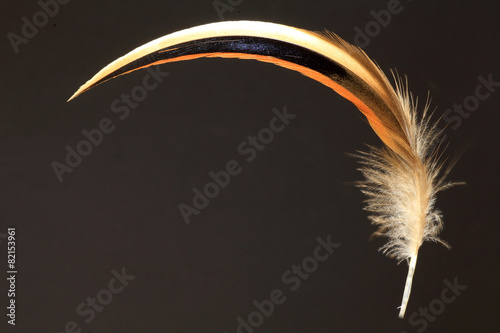 feather of Baikal Teal (Anas formosa) photo