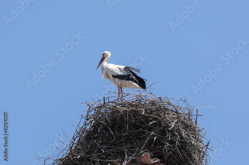 White stork, Ciconia ciconia, on the nest