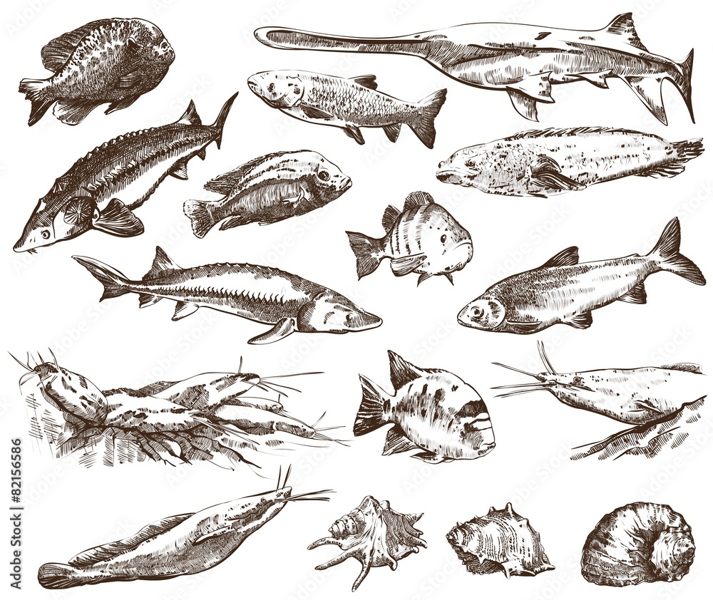 Fish collection Fish collection