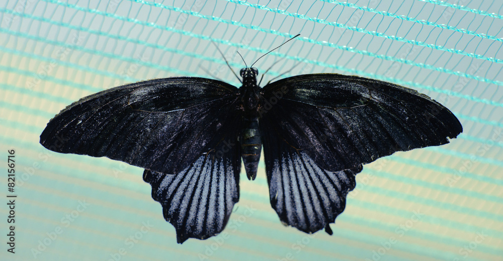 Obraz premium Butterfly close up on blue background