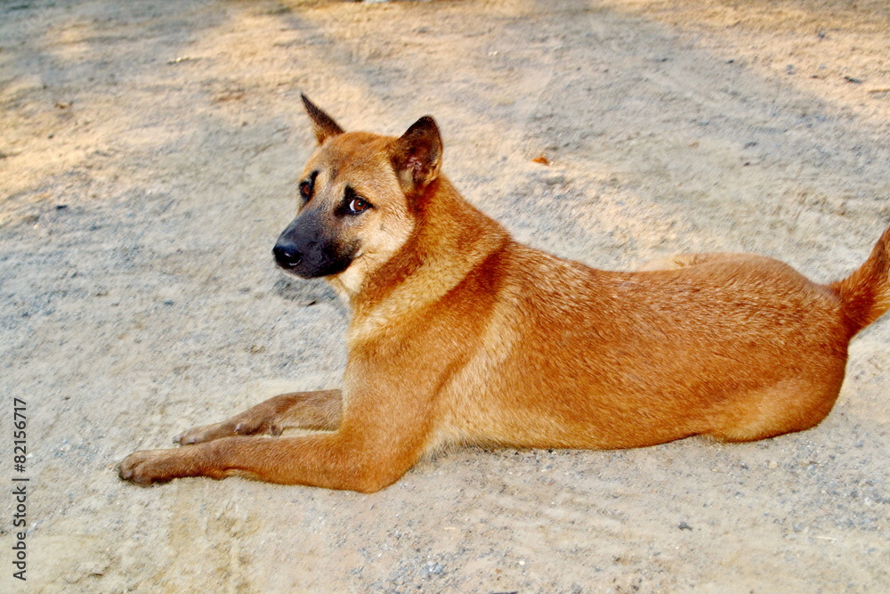 Dogs in Thailand