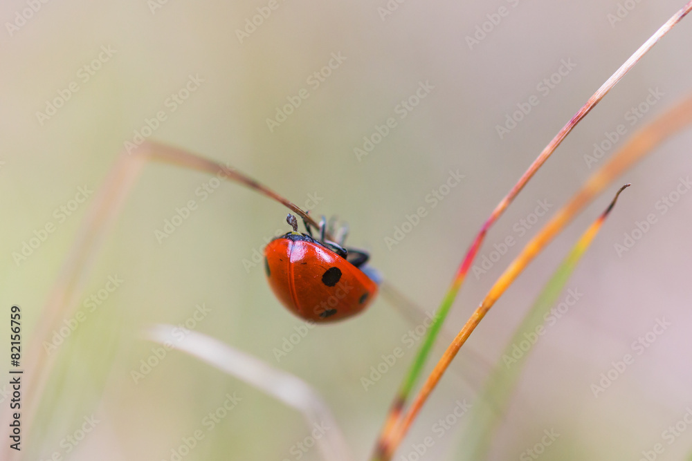 Naklejka premium Ladybug on a straw