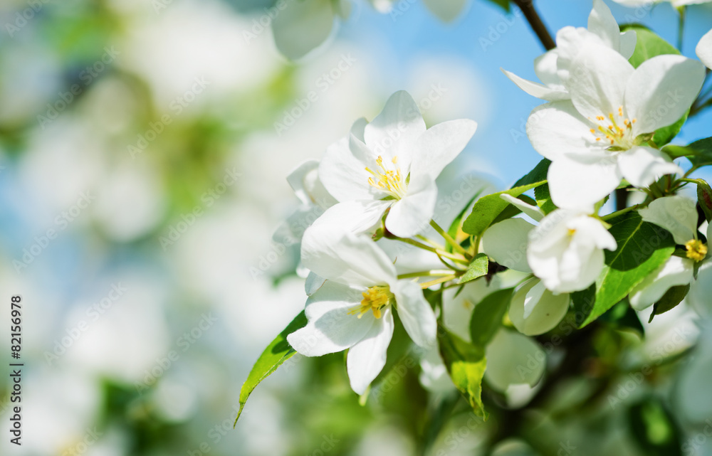 A blooming branch of apple tree in spring