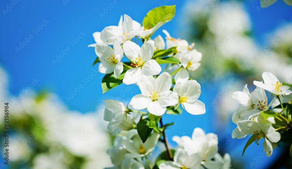 Fototapeta premium A blooming branch of apple tree in spring