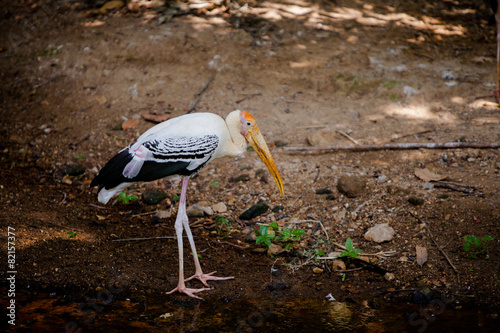 The Painted Stork (Mycteria leucocephala) is a large wading bird