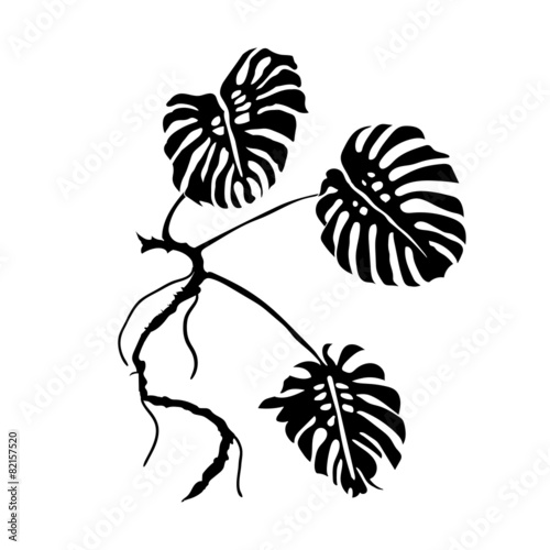 Monstera Leaves
