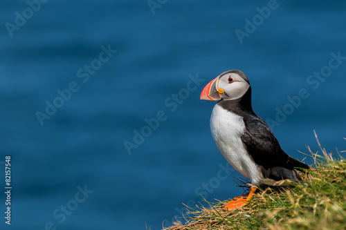 Canvas Print Puffin portrait on the blue sea background