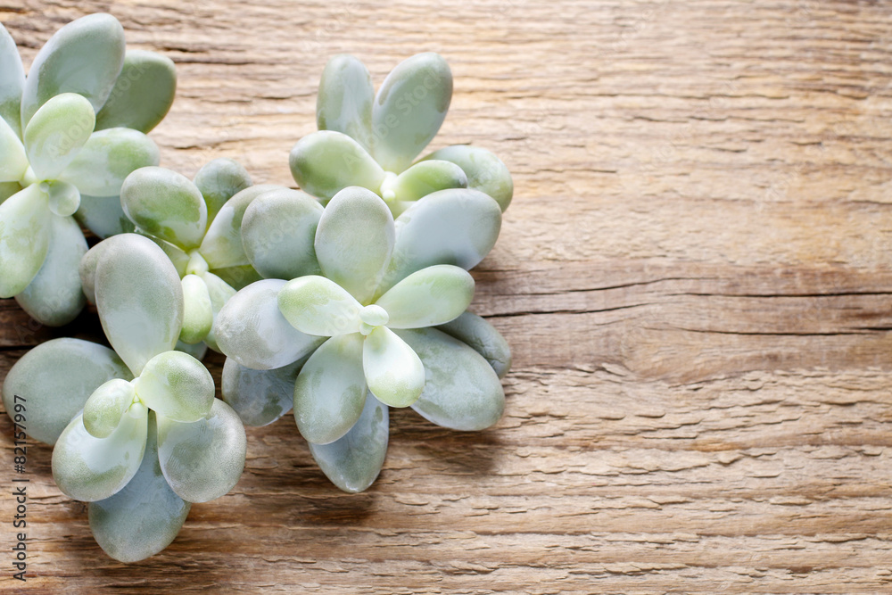 Succulent plants on wooden background Succulent plants on wooden background