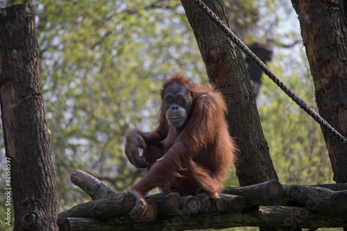 Orang-Utan