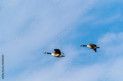 Kanadag  nse Paar fliegt vor blauem Himmel