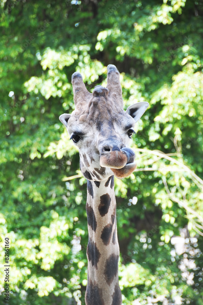 Fototapeta premium Giraffe sticking his tongue out
