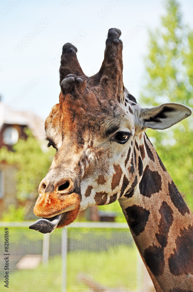 Fototapeta premium Giraffe sticking his tongue out