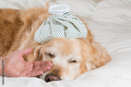 Golden Retriever dog cold