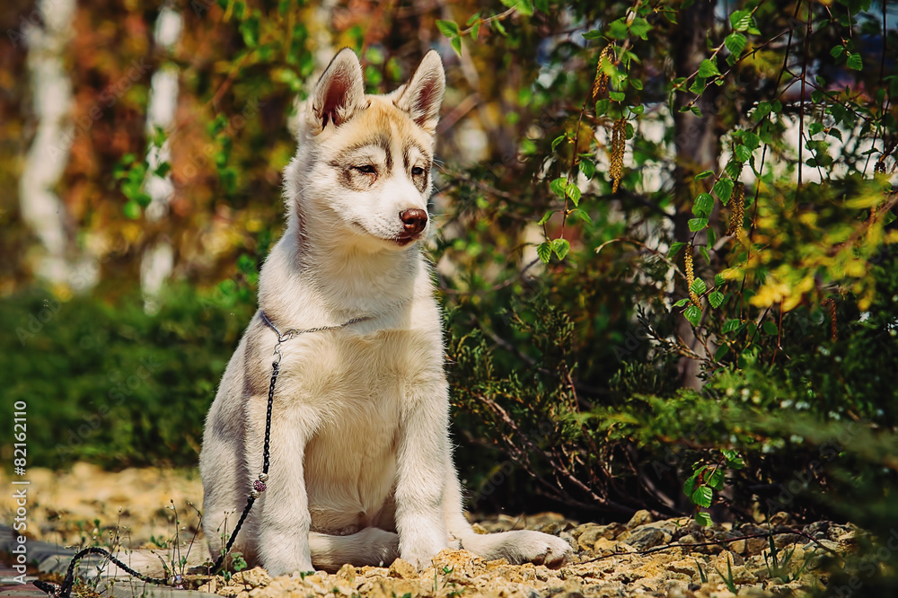 Siberian husky dog outdoors. Portrait of a little husky dog pupp