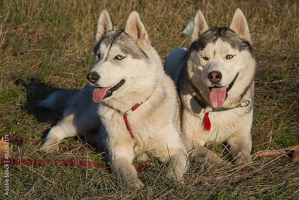 Siberian husky dog outdoors. Portrait of two dogs. Siberian husky dog outdoors. Portrait of two dogs.