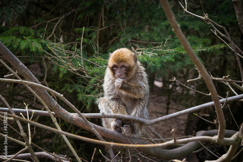 Singe macaque de Barbarie à la montagne des singes Kintzheim en Alsace photo