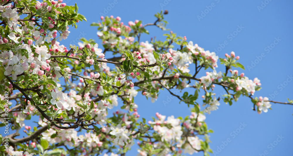 Naklejka premium Blossoming Trees