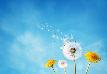 Fotobehang Paardenbloem Paardenbloem verliest zaden in ochtendlicht  © Brian Jackson