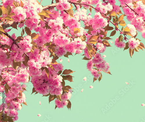 Spring blossom. Beautiful nature scene with blooming tree
