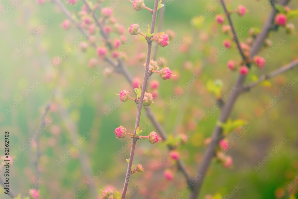 branch with little pink flowers, flowers in the garden at spring branch with little pink flowers, flowers in the garden at spring