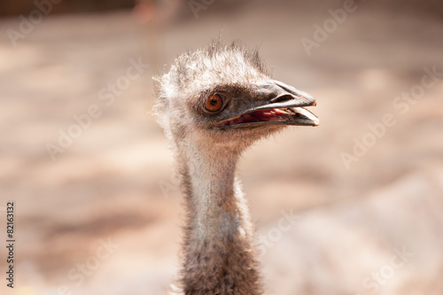 Portrait of Ostrich head close up or Australian Emu (Dromaius no photo