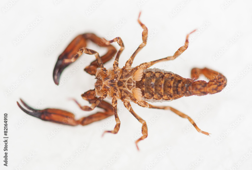 under belly macro shot of a scorpion under belly macro shot of a scorpion