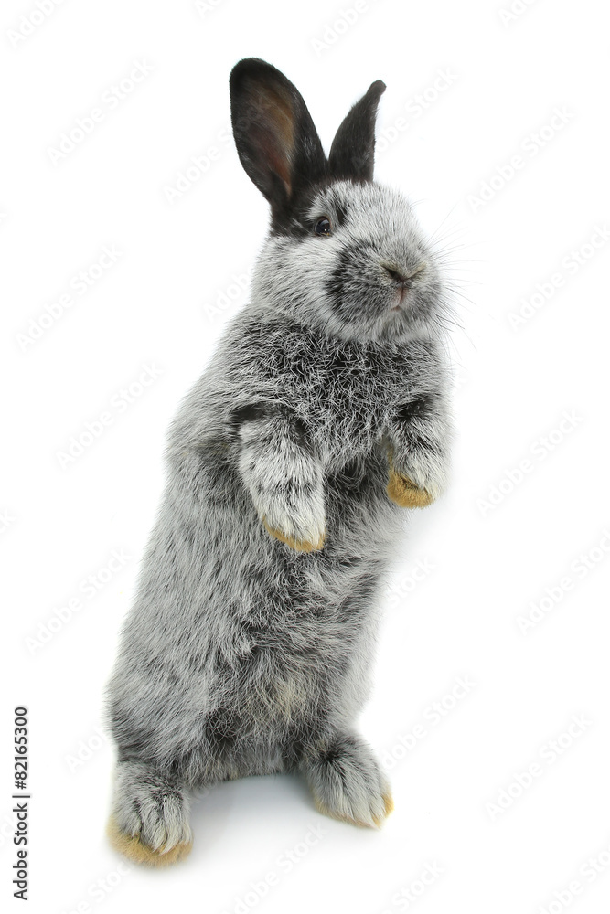 Obraz premium gray rabbit