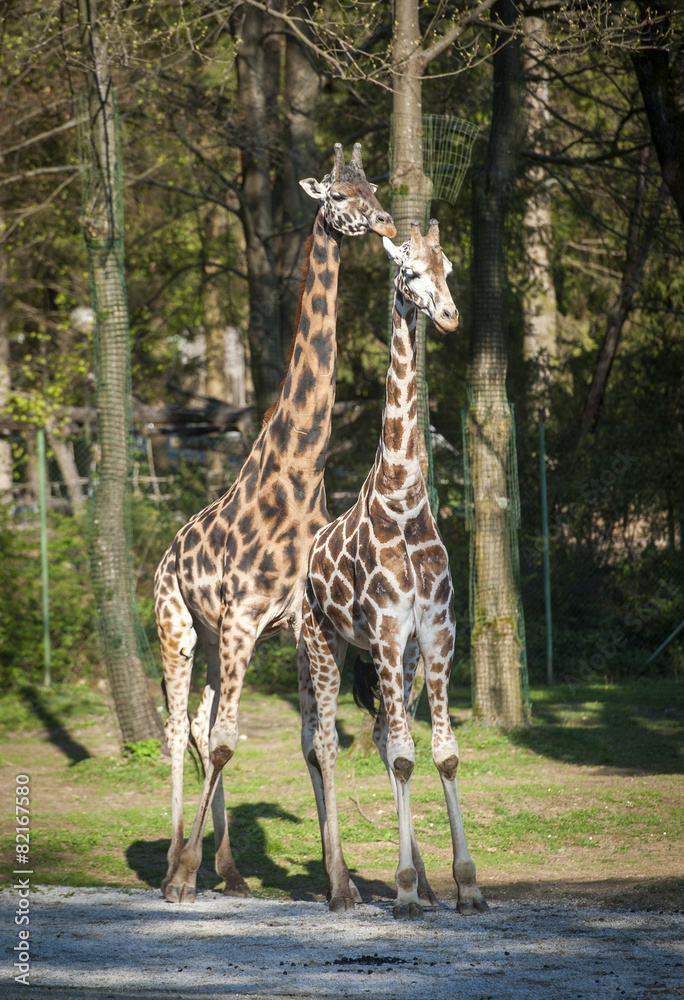 Obraz premium Giraffes