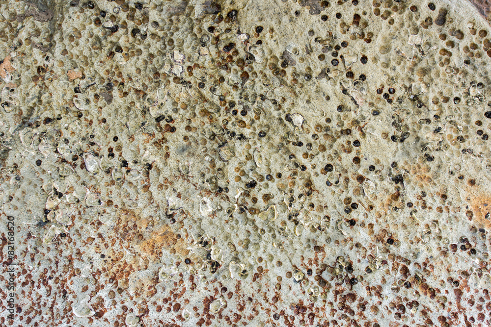 Stone fossil background Stone fossil background