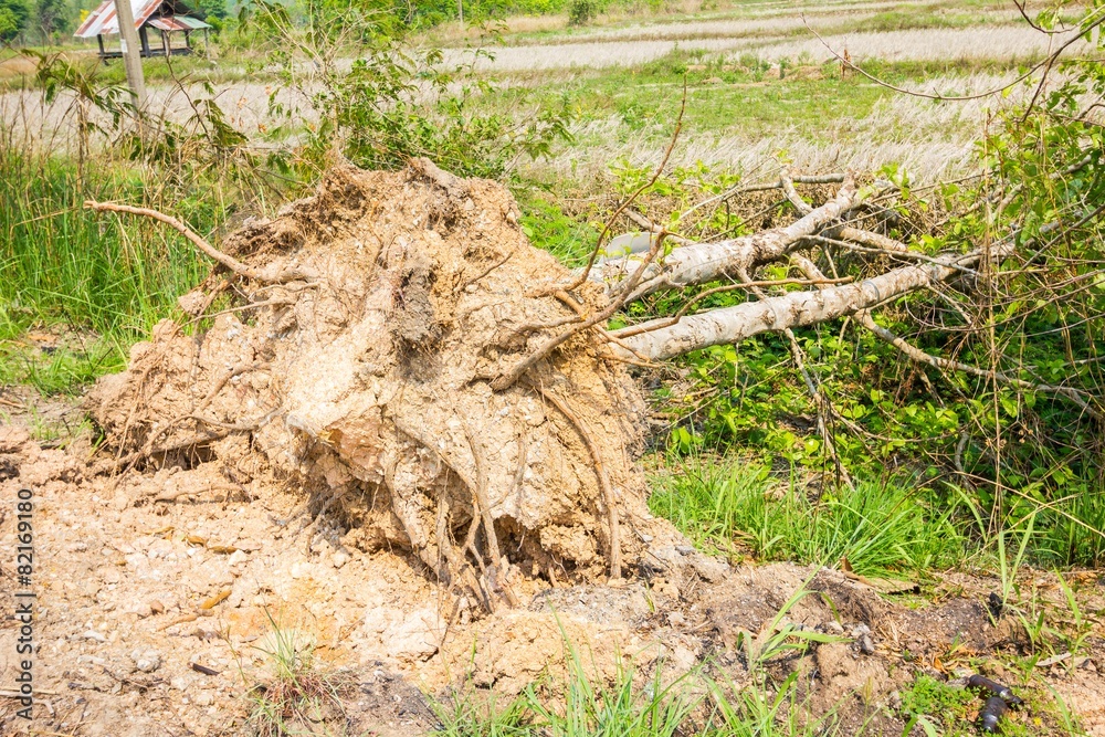Fototapeta premium Upadłe drzewo
