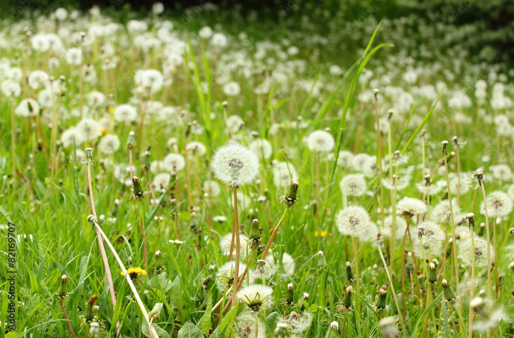 Field of white fluffy dandelions